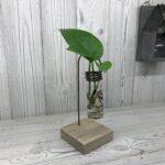 Example of hydroponic jar (test tube in metal holder on wooden stand) on a wooden table with a plant inside