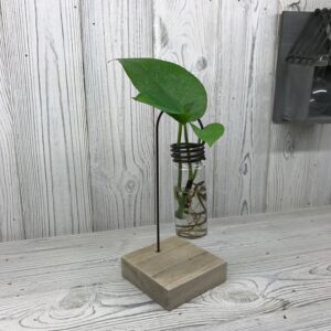 Example of hydroponic jar (test tube in metal holder on wooden stand) on a wooden table with a plant inside